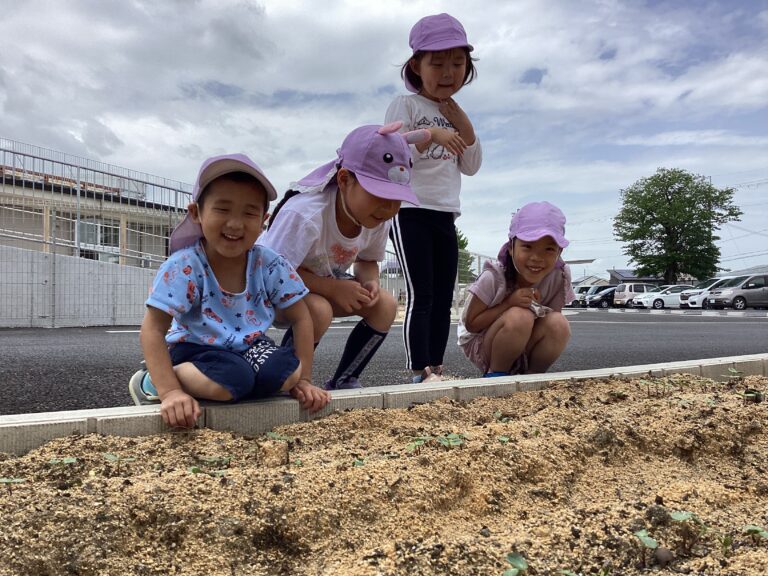 5歳児くじらチーム「繋がる大輪！！福島里親ひまわりプロジェクト②」