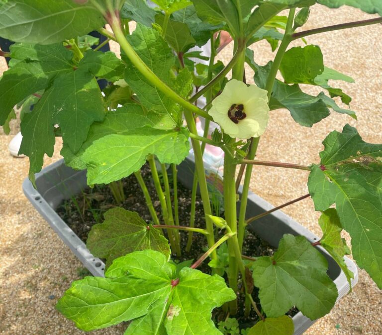 ３歳児 にじチーム 「オクラの花が咲きました🌺」