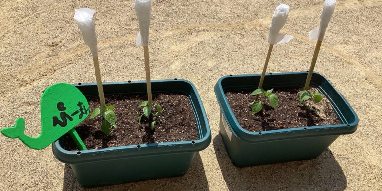 2歳児　あめチーム「ピーマンの苗を植えたよ！」
